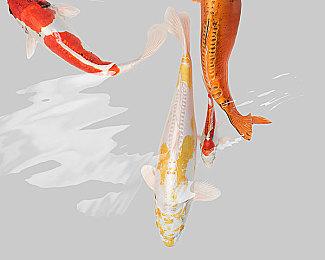 《怪物猎人：荒野》首个内容更新将来 追加泡狐龙